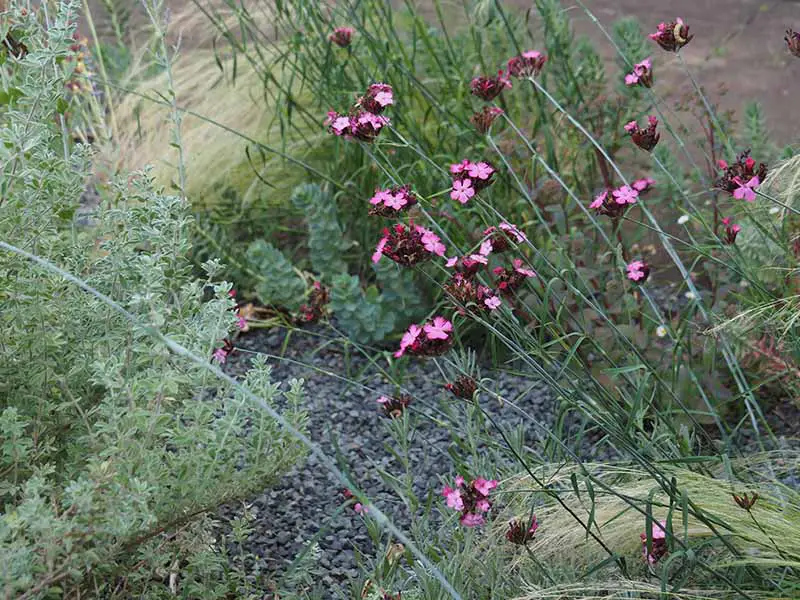 Una imagen horizontal de primer plano de rosas de Deptford que crecen al lado de un camino de grava.