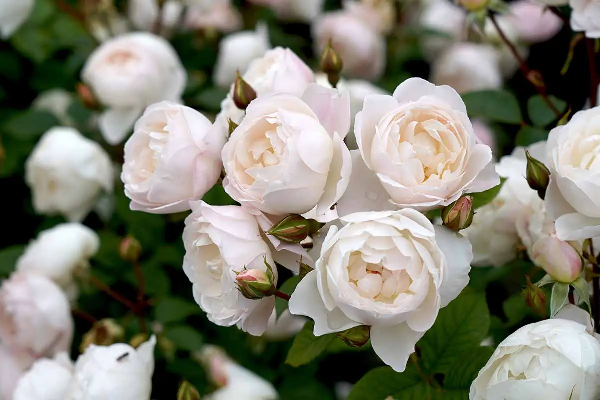 Una imagen horizontal de cerca de las flores de Rosa 'Desdemona' que crecen en el jardín.