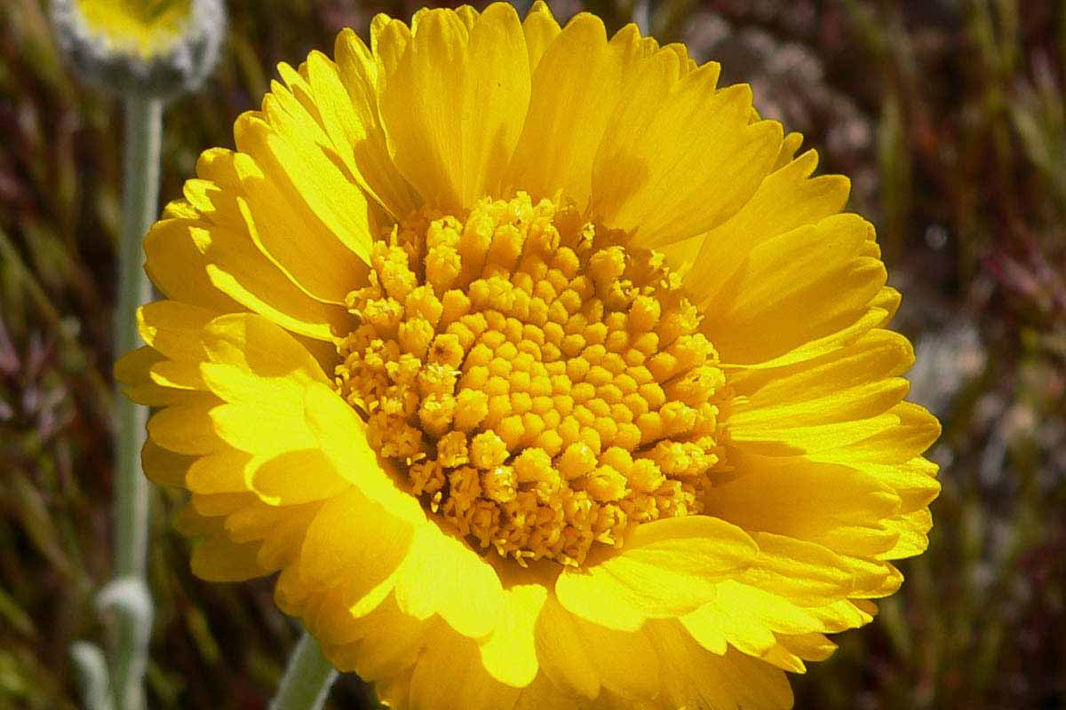 Una imagen horizontal de cerca de una flor amarilla brillante de caléndula del desierto representada en un sol brillante sobre un fondo de enfoque suave.