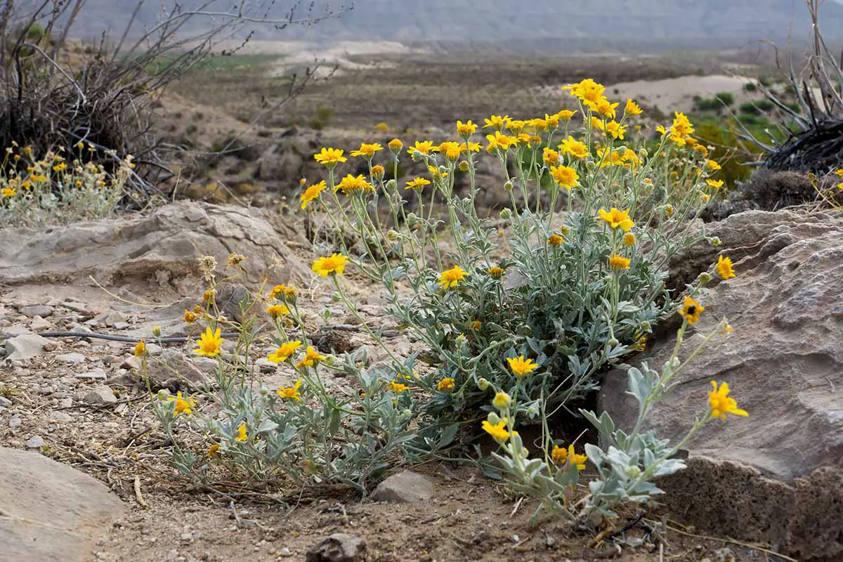 Una imagen horizontal de un grupo de caléndulas del desierto que crecen en un paisaje rocoso.