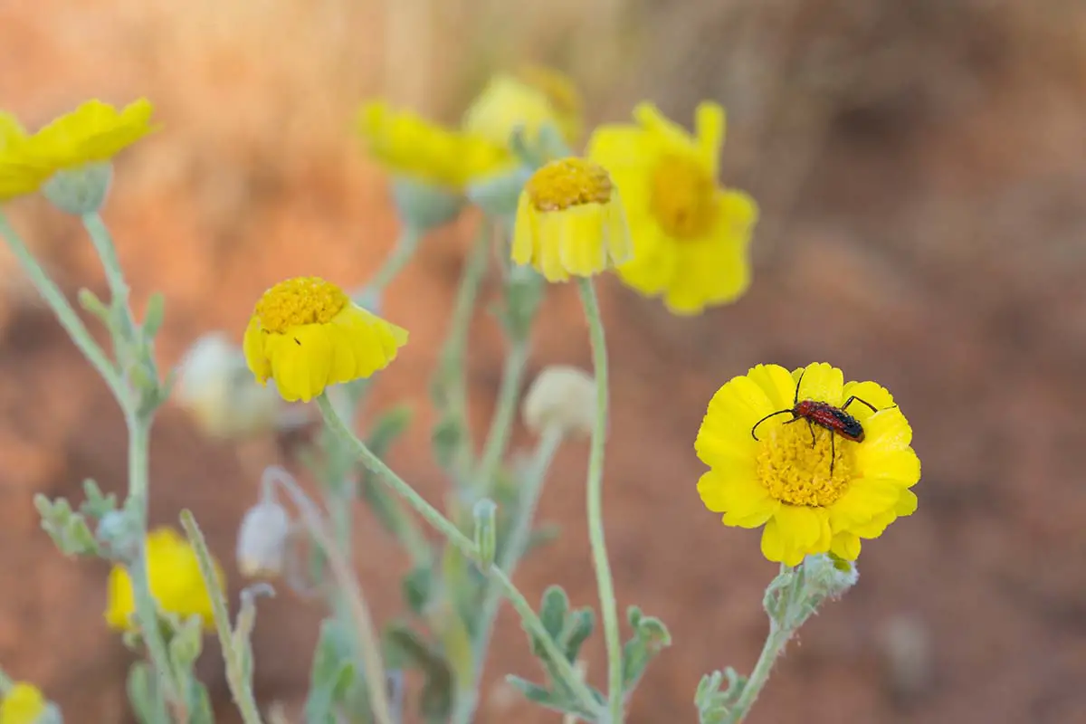 Una imagen horizontal de cerca de flores de caléndula del desierto (Baileya multiradiata) representada en un fondo de enfoque suave.