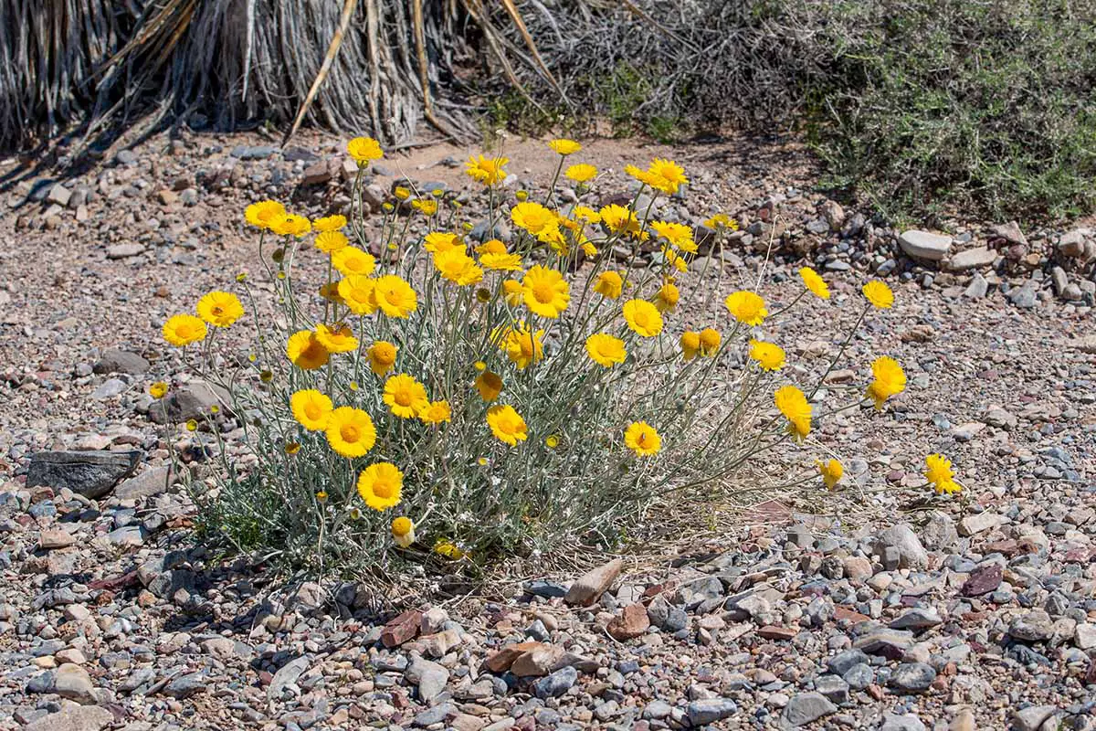 Una imagen horizontal de un grupo de caléndulas del desierto (Baileya multiradiata) que crecen en un lugar rocoso bajo un sol brillante.