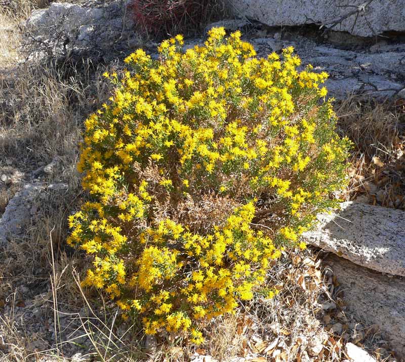 Las flores amarillas del arbusto de trementina del desierto (Ericameria laricifolia) en un afloramiento rocoso en el suroeste de Estados Unidos.