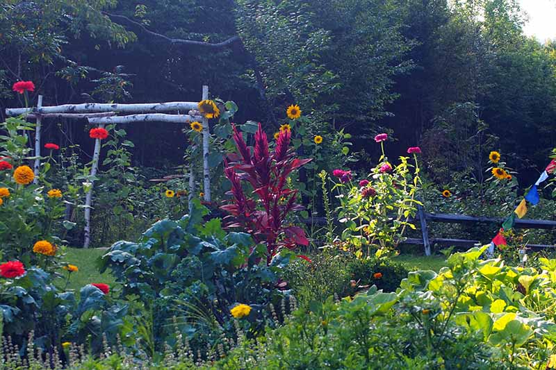 Una imagen horizontal de un jardín de supervivencia que cultiva una variedad de diferentes vegetales y flores fotografiados a la luz del sol de la tarde.