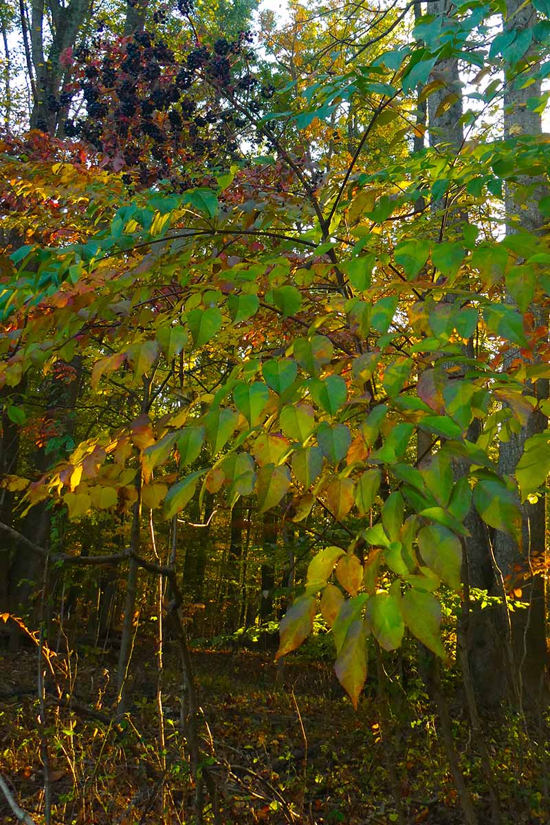 Una imagen vertical de una planta de bastón del diablo que crece en el bosque en un día de otoño.