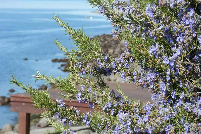 Un primer plano de un arbusto de romero en plena floración con pequeñas flores azules que contrastan con las hojas verdes.  En el fondo hay un acantilado rocoso y el mar azul, bajo un sol brillante.