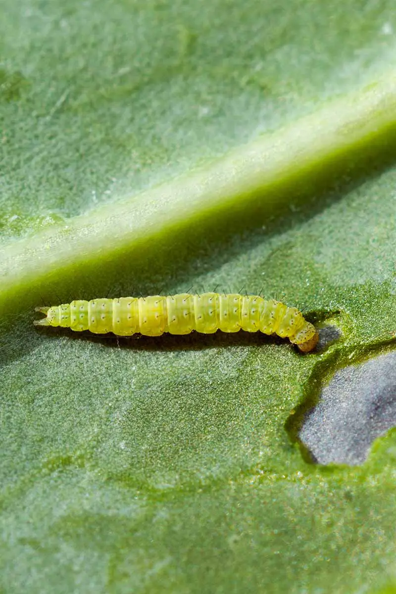 Una imagen vertical de cerca de las larvas de una polilla de espalda de diamante masticando un agujero en una hoja verde.