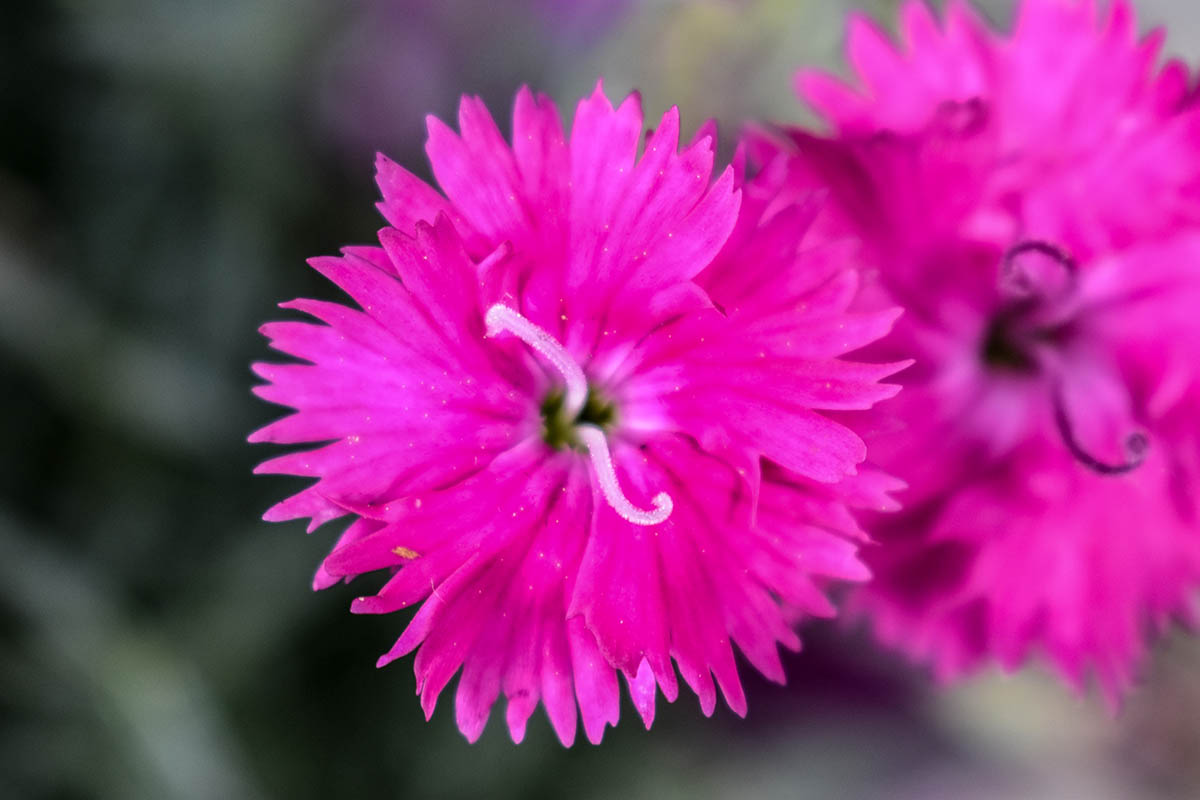 Una imagen horizontal de primer plano de una flor de dianthus 'Firewitch' rosa brillante representada en un fondo de enfoque suave.