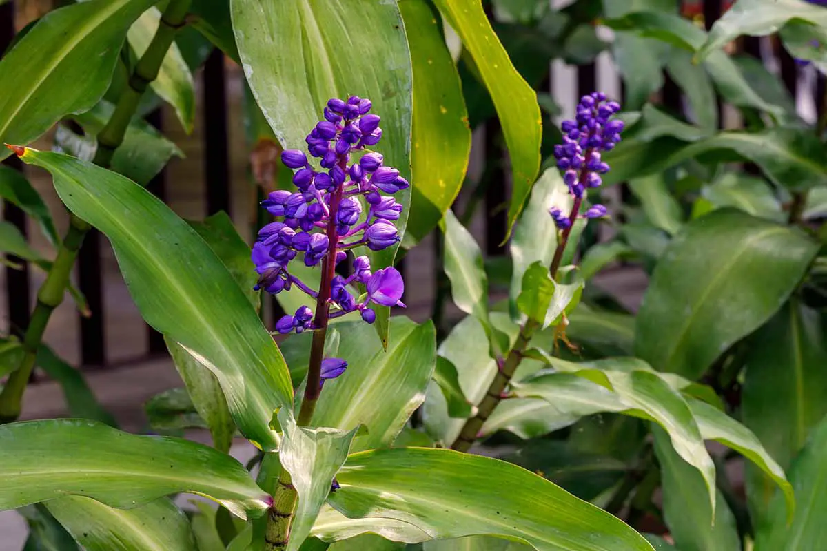 Una imagen horizontal de las flores y el follaje de Dichorisandra thyrsiflora, también conocida como jengibre azul, que crece en el jardín.