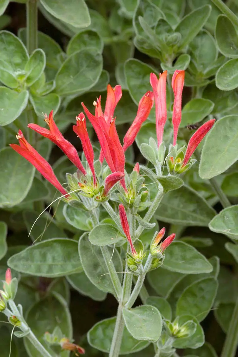 Una imagen vertical de cerca de las flores y el follaje de Dicliptera squarrosa, también conocida como la planta del colibrí.