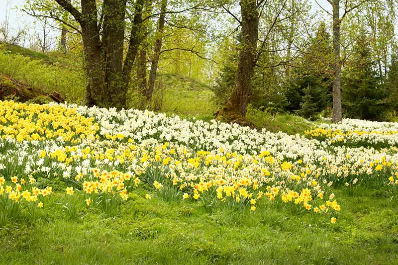 Una imagen horizontal de un campo con árboles grandes y una gran franja de flores de narcisos que crecen de forma natural con árboles y arbustos en un enfoque suave en el fondo.