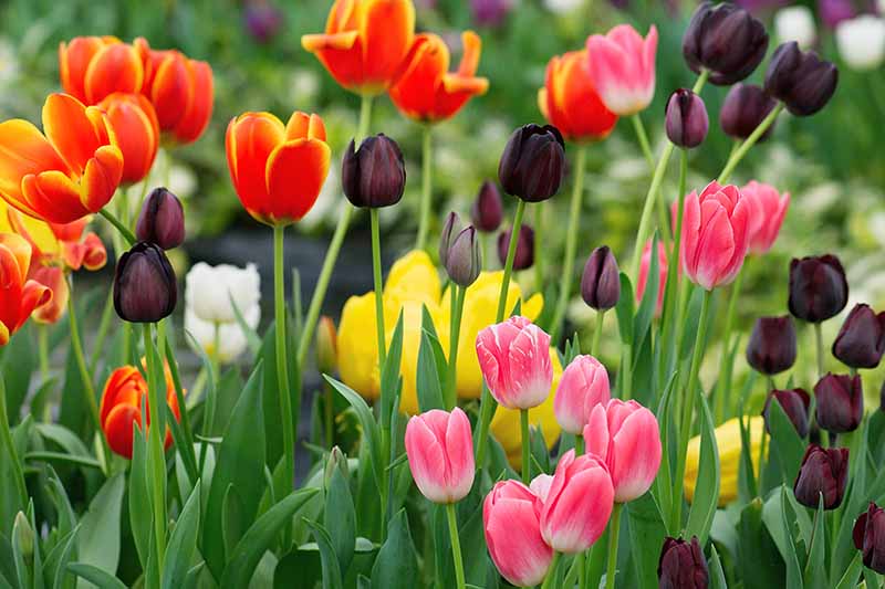 Un primer plano de varios tulipanes de diferentes colores, algunos son de color púrpura oscuro, otros bicolor rojo y amarillo, y algunos de color rosa, los colores contrastan con el follaje verde claro sobre un fondo de enfoque suave.