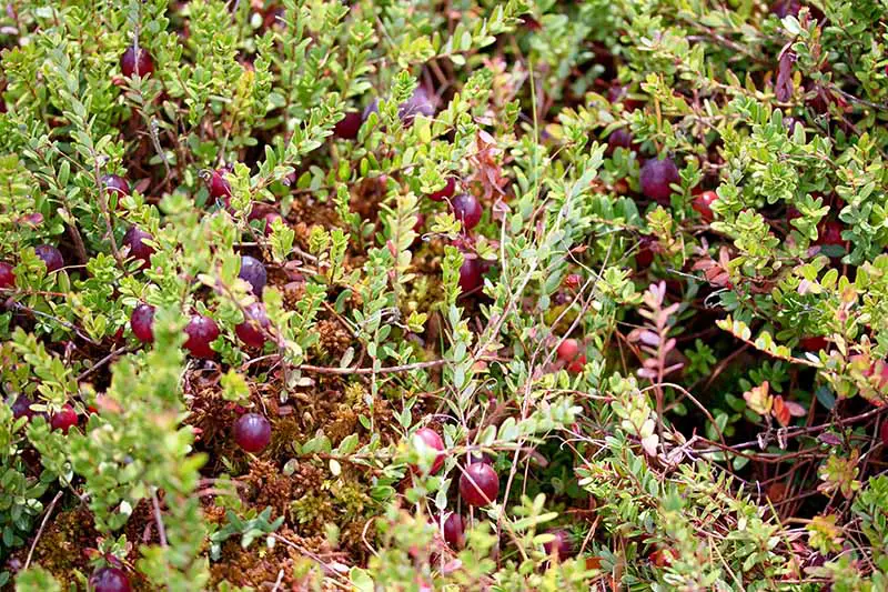Una imagen horizontal de cerca de plantas de arándanos que crecen en el jardín con bayas rojas brillantes y follaje verde.