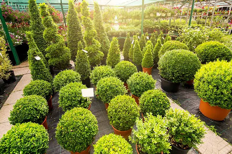 Una imagen horizontal de varios arbustos Buxus diferentes disponibles en una variedad de formas y tamaños en un vivero de plantas, fotografiados bajo el sol filtrado de la tarde.