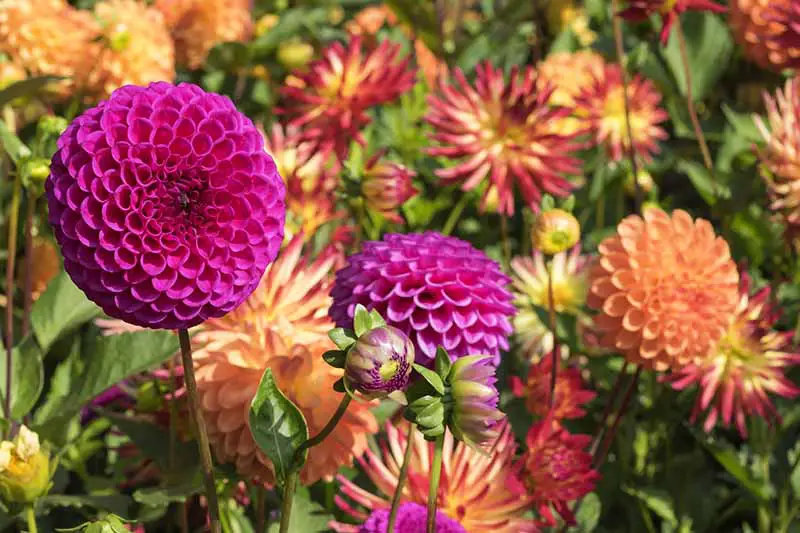 Una imagen horizontal de cerca de diferentes tipos de flores de dahlia que crecen en el jardín fotografiadas bajo el sol brillante.
