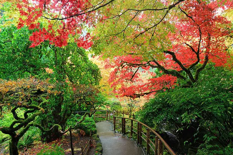 Una imagen horizontal de un camino a través de un jardín japonés con árboles de arce.