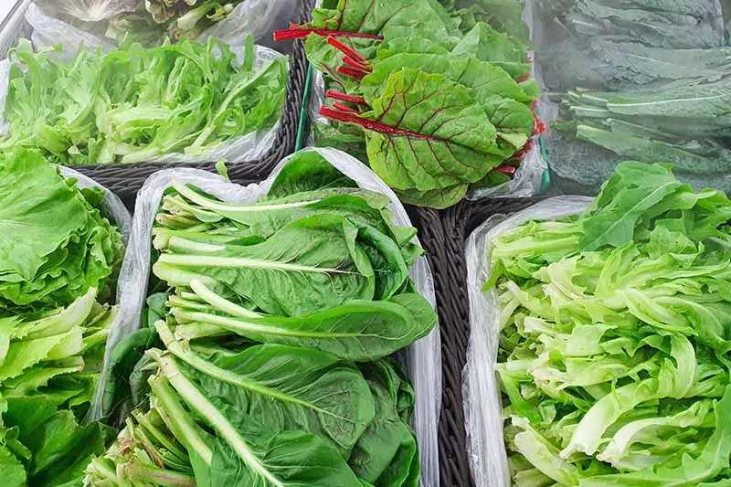 Una imagen horizontal de primer plano de cestas de mimbre de plástico que contienen diferentes tipos de verduras de jardín recién cosechadas.