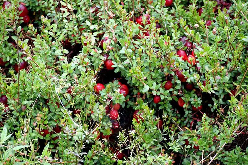 Una imagen horizontal de primer plano de Vaccinium macrocarpon que crece en el jardín con frutos rojos brillantes y follaje verde suave.
