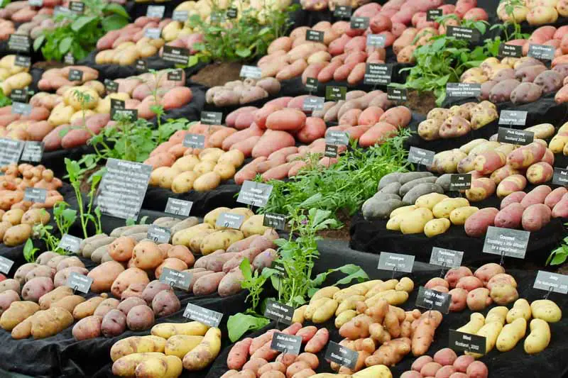 Varios tipos de papas en un mercado de agricultores.