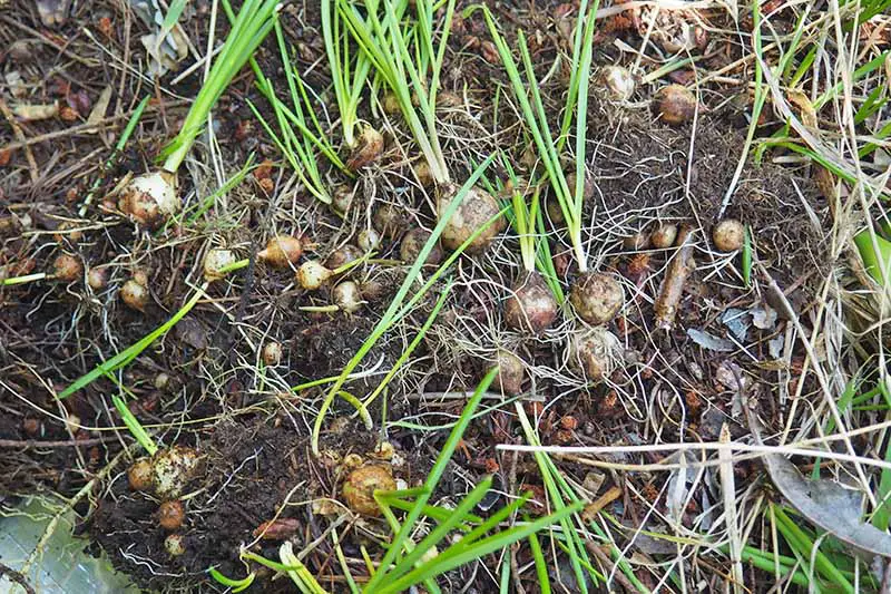 Una imagen horizontal de primer plano de bulbos de flores de primavera listos para excavar en el suelo para su propagación por división y replantación.