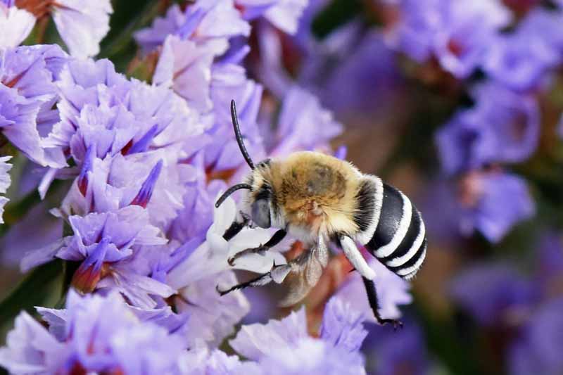 Una abeja excavadora sobre flores de color lavanda.