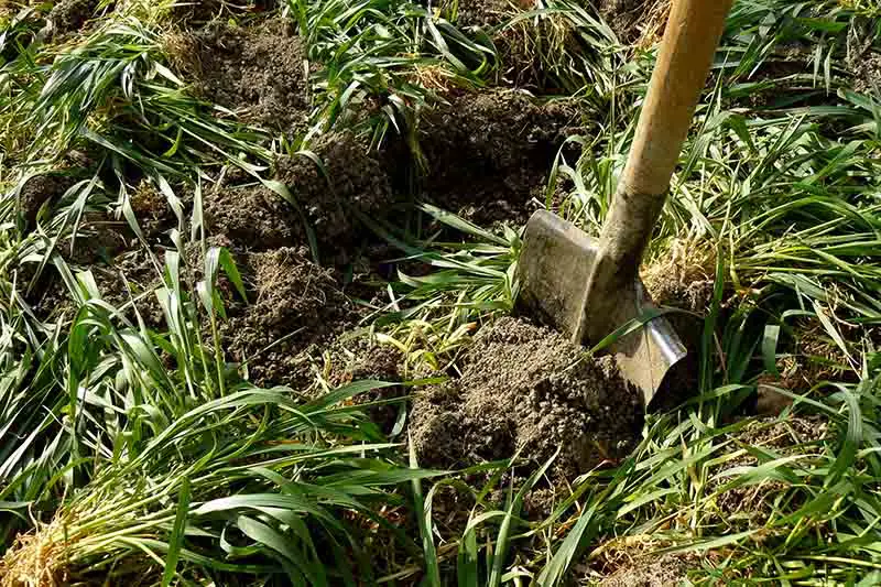 Un primer plano de una pala cavando plantas en el suelo para usarlas como abono verde.