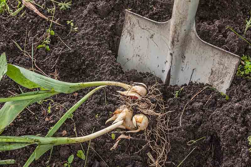 Se muestra una pala a la derecha del marco excavando en un suelo suave y rico para eliminar los bulbos gastados después de la floración en el jardín de finales de primavera.