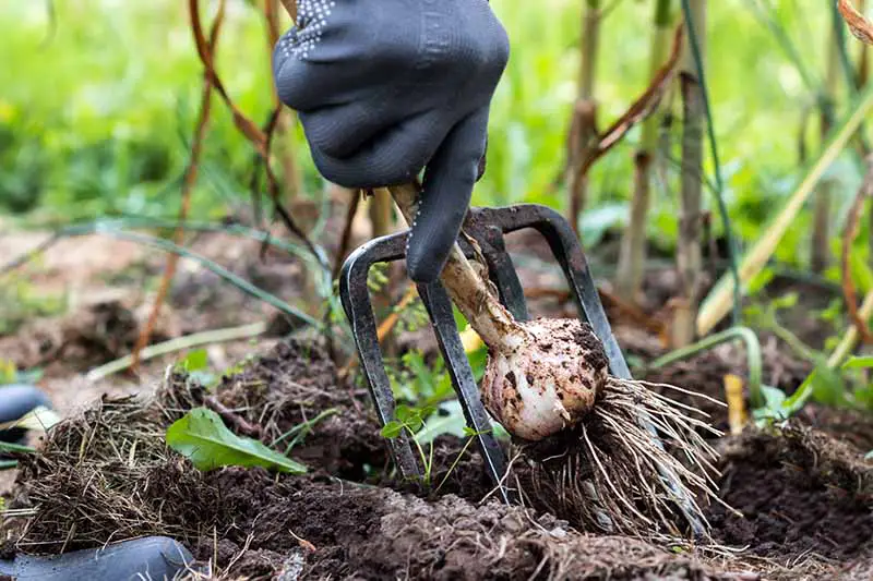 Una imagen horizontal de cerca de una mano enguantada sosteniendo un tenedor de jardín y desenterrando un bulbo de ajo del jardín.