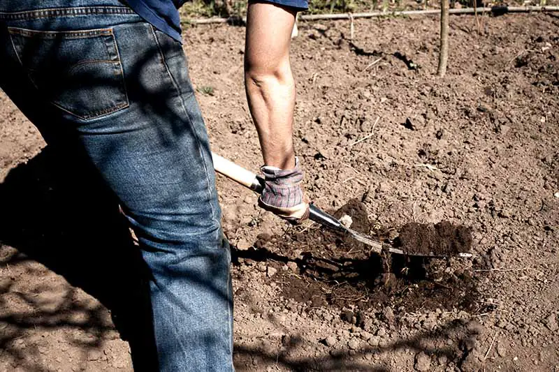 Un hombre, fotografiado de espaldas, cavando tierra con un tenedor, vestido con jeans azules, una camiseta azul y guantes de jardinería.  El suelo en el fondo está seco, en contraste con el suelo recién excavado que es de un rico marrón terroso.