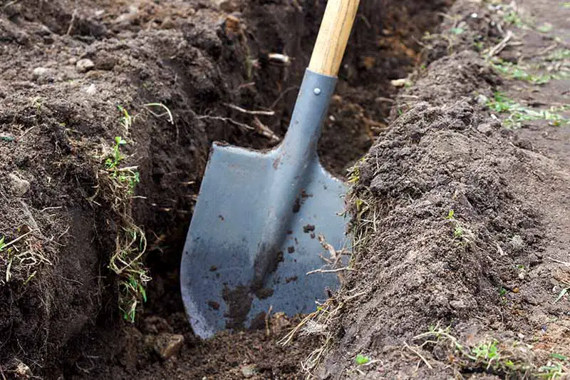 Un primer plano de una pala cavando una gran trinchera en la tierra lista para plantar.
