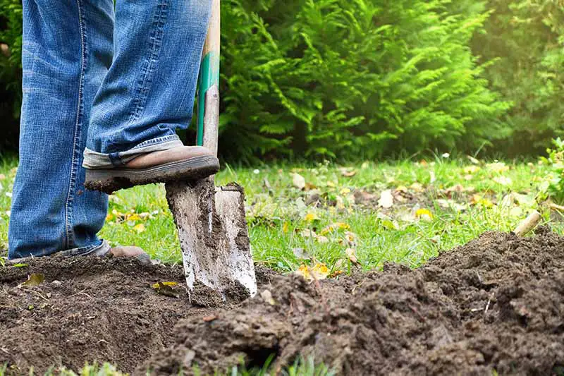 Un primer plano de una persona con jeans empujando una pala en el suelo del jardín.  En el fondo hay césped y árboles con un enfoque suave.