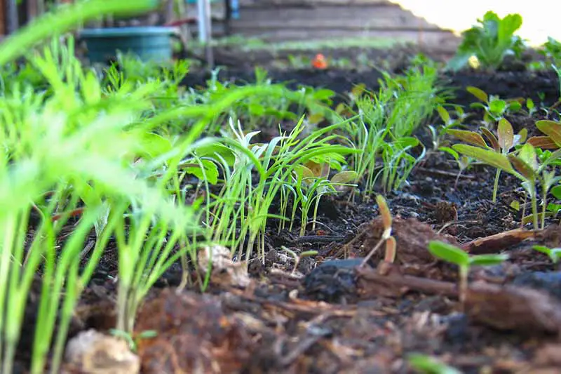 Una vista de primer plano a nivel del suelo de las plántulas que crecen en un lecho de jardín con suelo oscuro cubierto entre las plantas pequeñas, desvaneciéndose a un enfoque suave en el fondo.