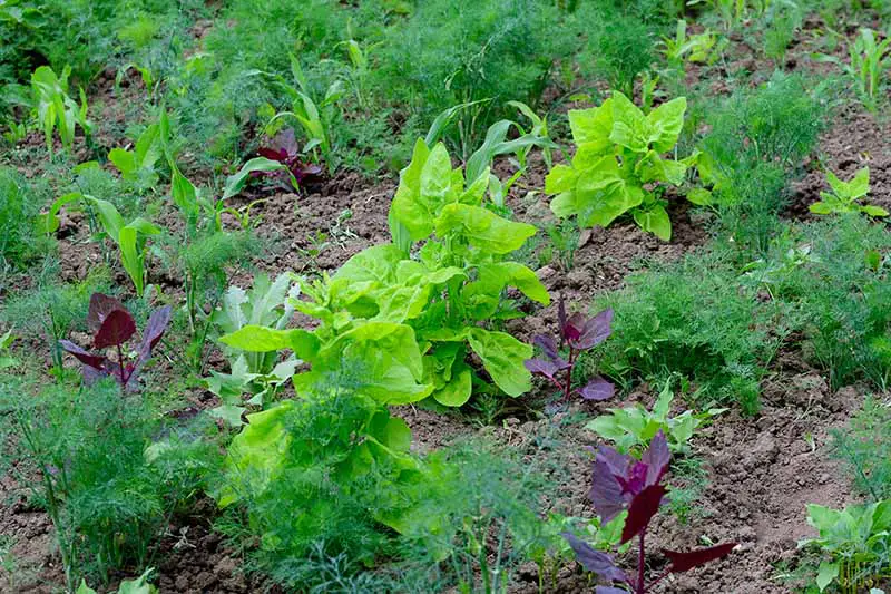 Una variedad de plantas que crecen en un lecho de jardín junto con Anethum graveolens, rodeadas de tierra y desvaneciéndose en el fondo.