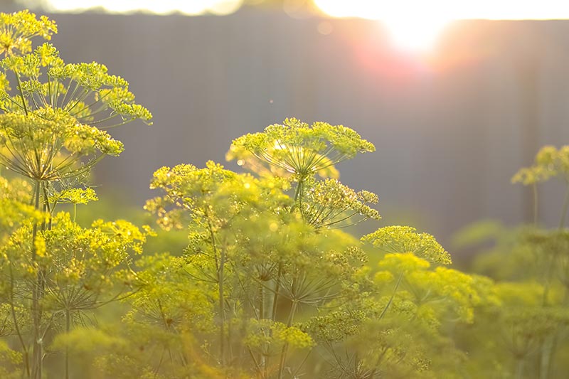 Un primer plano de las delicadas cabezas de flores amarillas de Anethum graveolens que crecen en el jardín a la luz del sol vespertino.