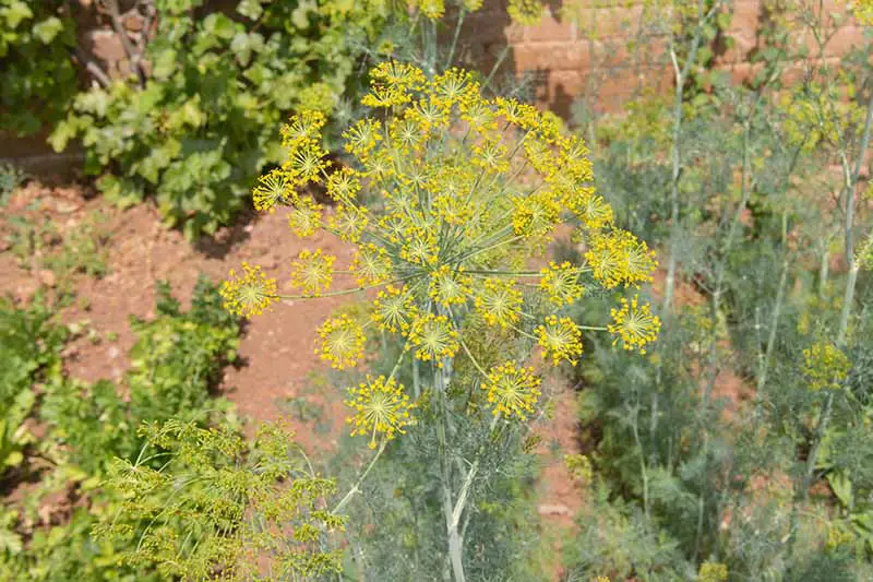 Un primer plano de la gran umbela amarilla de una planta de eneldo que crece en el jardín bajo el sol brillante con una pared de ladrillos en el fondo.