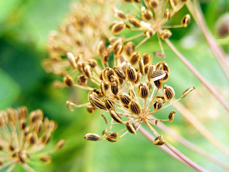 Un primer plano de las semillas secándose en una cabeza de semilla en el jardín, representada en un fondo de enfoque suave.
