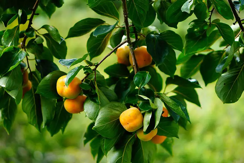 Una imagen horizontal de primer plano de las ramas de un árbol de caqui americano con fruta naranja madura colgando de las ramas, representada en un fondo verde de enfoque suave.
