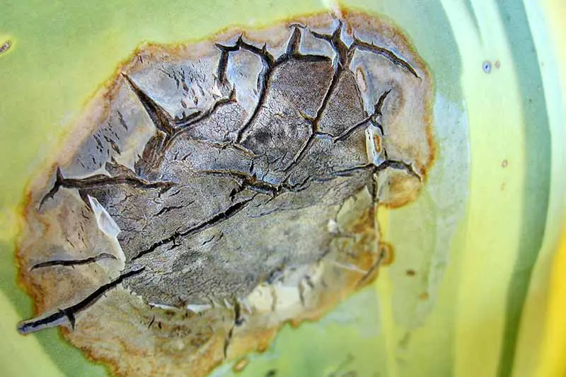 Una imagen horizontal de primer plano de una sección enferma de una hoja de agave.