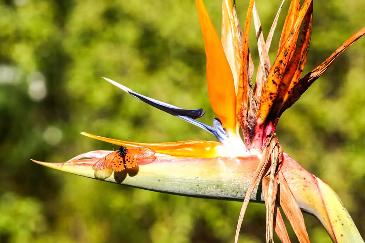 Una imagen horizontal de cerca de una flor de ave del paraíso enferma representada en un sol brillante sobre un fondo de enfoque suave.
