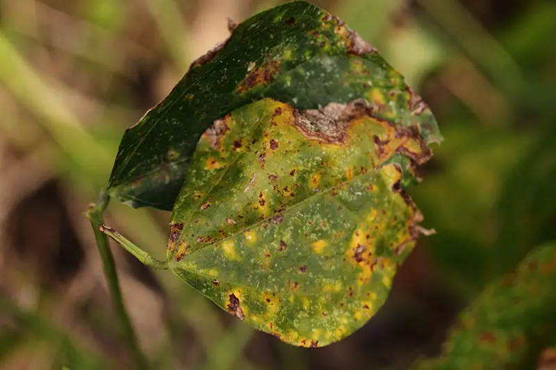 Un primer plano de hojas infectadas con una enfermedad fúngica y que se vuelven marrones alrededor de los bordes.