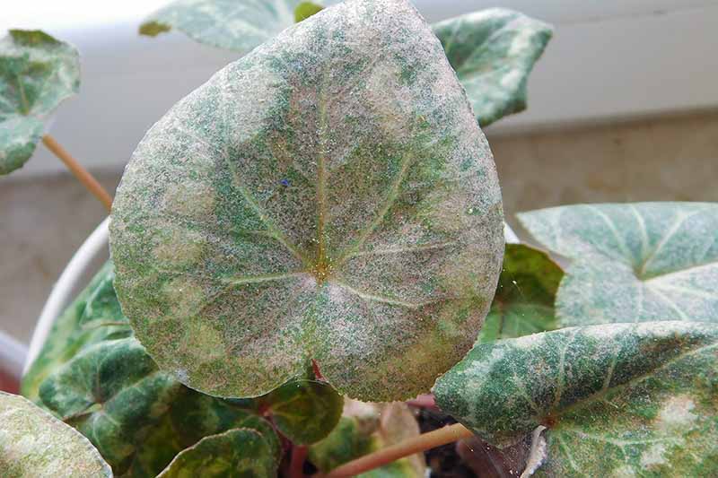 Una imagen horizontal de primer plano de las hojas de ciclamen que sufren de enfermedades e infestaciones representadas en un fondo de enfoque suave.