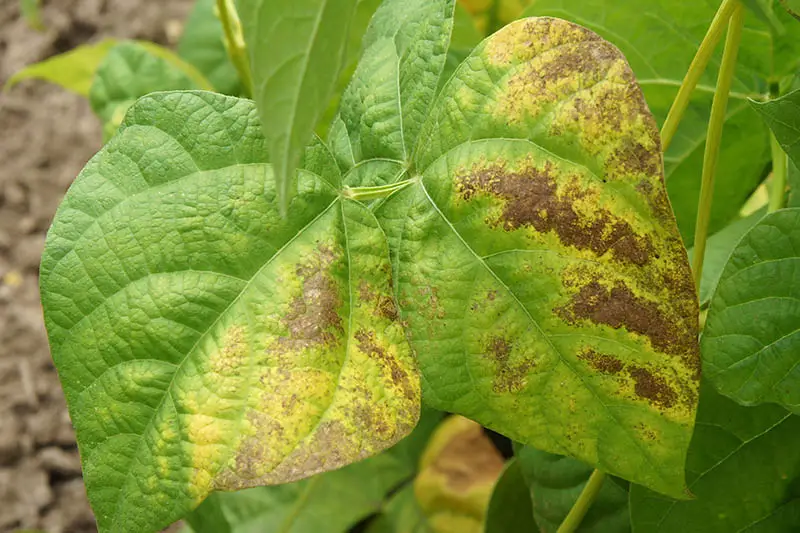 Un primer plano del follaje de Phaseolus vulgaris infectado por una enfermedad que hace que las hojas se vuelvan amarillas y marrones.