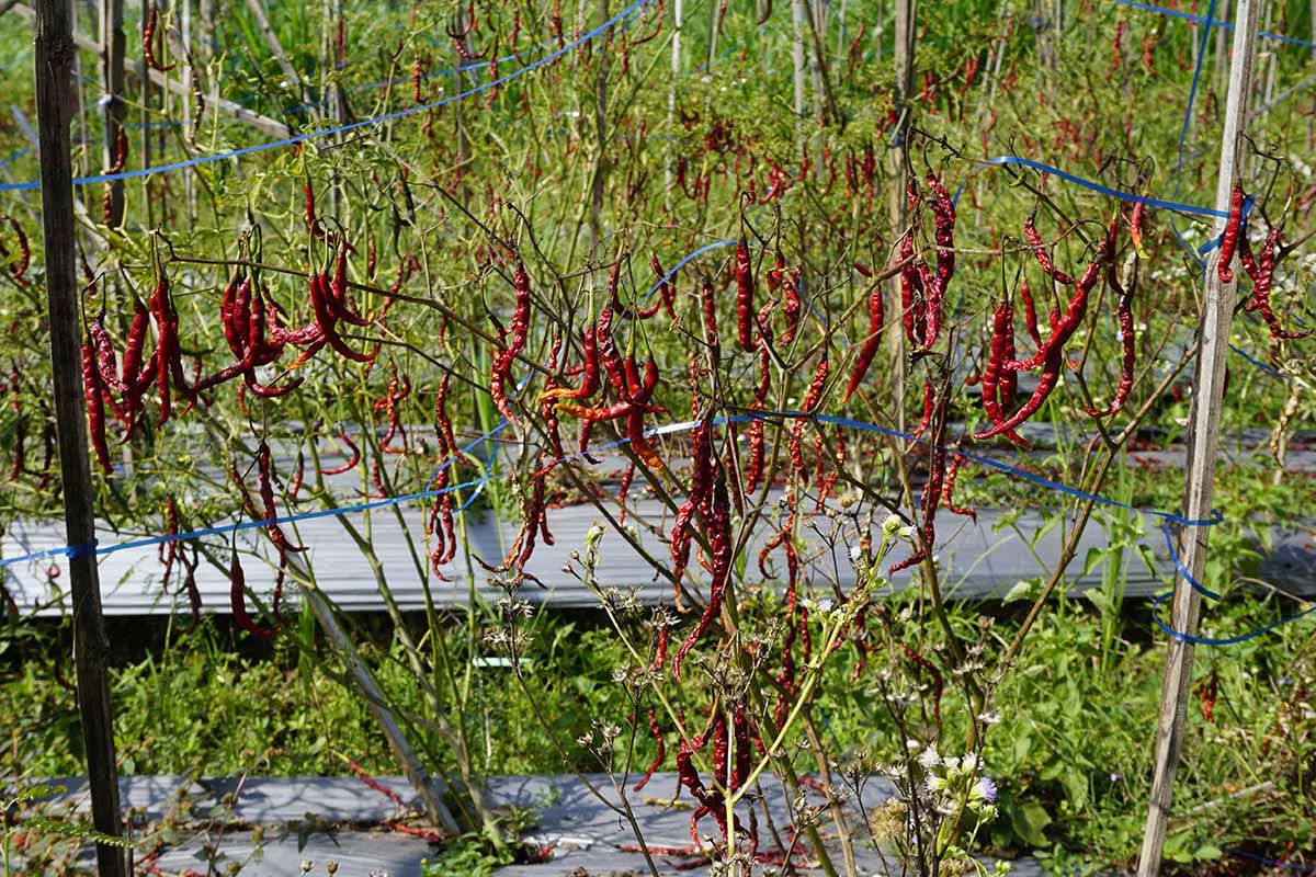 Una imagen horizontal de plantas de chile que crecen en el jardín y que se han marchitado y muerto a causa de una enfermedad.