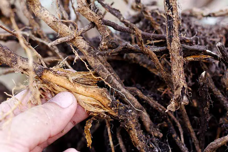 Una imagen horizontal de primer plano de una mano desde la izquierda del marco que examina las raíces de una planta en maceta que sufre de una enfermedad fúngica.
