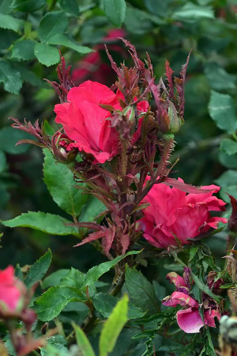 Una imagen vertical de primer plano de un arbusto de rosas con flores rojas y un crecimiento extraño causado por la enfermedad de las rosetas representada en un fondo de enfoque suave.