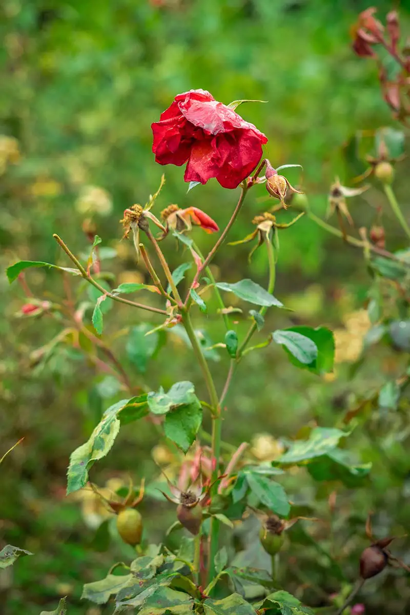 Una imagen vertical de cerca de un arbusto de rosa moribundo con una flor marchita representada en un fondo de enfoque suave.