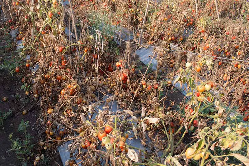 Una imagen horizontal de un jardín con plantas de tomate enfermas que se marchitan y mueren, representada bajo un sol brillante.