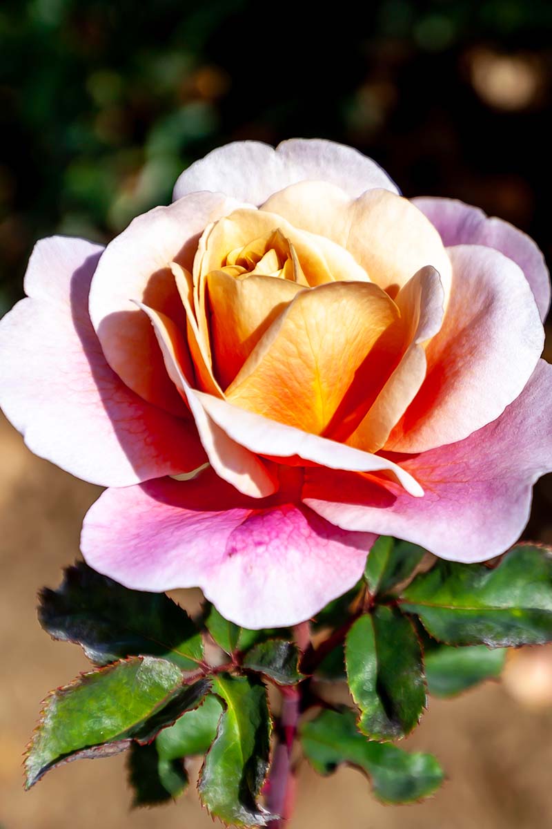 Una imagen vertical de primer plano de una flor Rosa 'Distant Drums' representada en un sol brillante sobre un fondo de enfoque suave.