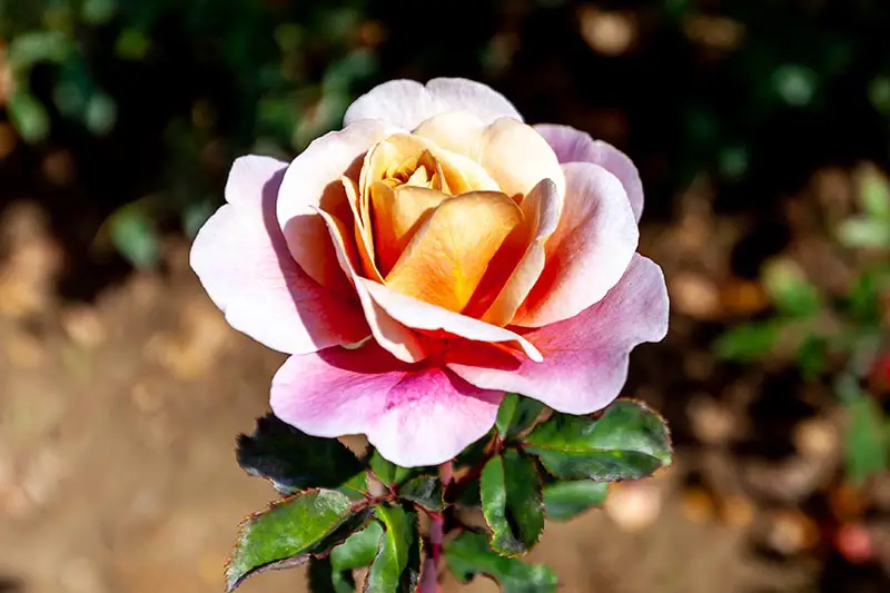 Una imagen horizontal de primer plano de una flor rosa 'Distant Drums' de color rosa claro representada en un sol brillante sobre un fondo de enfoque suave.