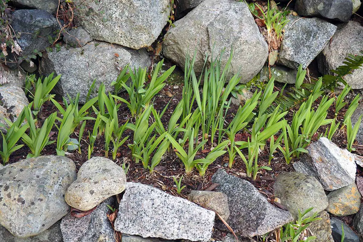 Una imagen horizontal de primer plano de plantas de azucenas que han sido divididas y replantadas en un jardín de rocas.